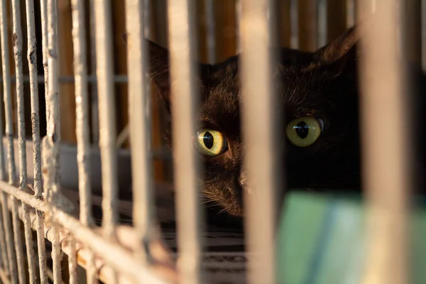 A black cat on display inside a cage at an animal adoption fair in Goiania.