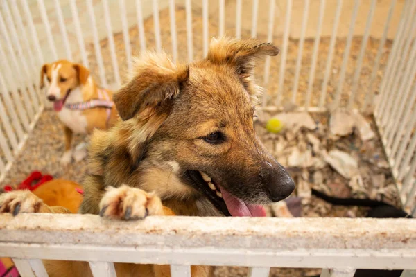 A furry dog, on display inside a pen at an animal adoption fair in Goiania.