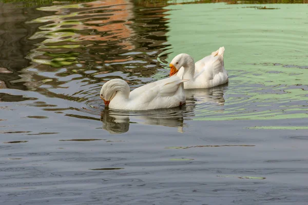 Δύο Λευκές Πάπιες Κολυμπούν Στο Νερό Μιας Λίμνης Ένα Πάρκο — Φωτογραφία Αρχείου