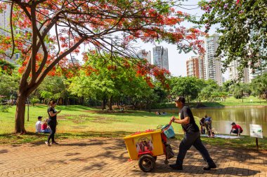 Goinia şehrindeki Flamboyant Park 'ın bir açısında ayrıca Flamboyant (Delonix regia) adı verilen bir ağaç da çiçek açar. Yürüyecek ve dinlenecek bir yer.