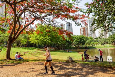 Goinia şehrindeki Flamboyant Park 'ın bir açısında ayrıca Flamboyant (Delonix regia) adı verilen bir ağaç da çiçek açar. Yürüyecek ve dinlenecek bir yer.