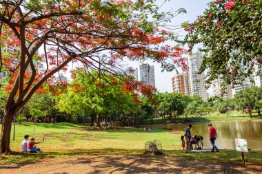 Goinia şehrindeki Flamboyant Park 'ın bir açısında ayrıca Flamboyant (Delonix regia) adı verilen bir ağaç da çiçek açar. Yürüyecek ve dinlenecek bir yer.