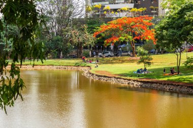 Goinia şehrindeki Flamboyant Park 'ın bir açısında ayrıca Flamboyant (Delonix regia) adı verilen bir ağaç da çiçek açar. Yürüyecek ve dinlenecek bir yer.