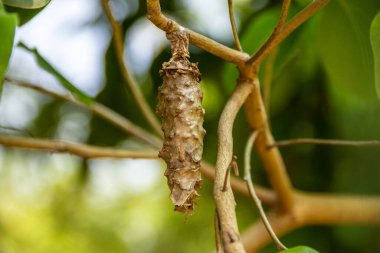 Taze yapraklarla dolu bir dalda sallanan bir böcek kozası..