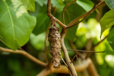 Taze yapraklarla dolu bir dalda sallanan bir böcek kozası..