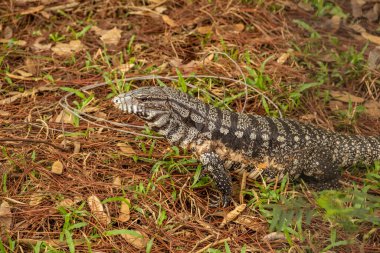 Ormanda yerde yürüyen bir tegu. (Tupinambis merianae) - Tupinambis merianae.