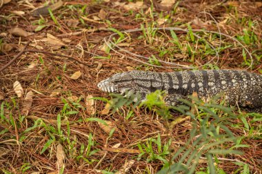 Ormanda yerde yürüyen bir tegu. (Tupinambis merianae) - Tupinambis merianae.