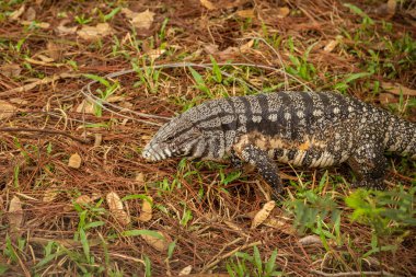 Ormanda yerde yürüyen bir tegu. (Tupinambis merianae) - Tupinambis merianae.