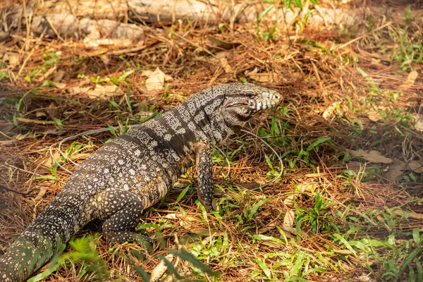 Egy Tegu Sétál Földön Egy Erdőben Tupinambis Merianae Tupinambis Merianae — Stock Fotó