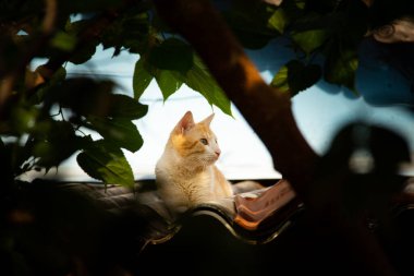 Bir ağacın yaprakları ve dalları arasında görülen bir evin çatısında dinlenen sarı bir kedi..