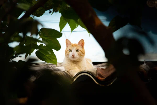 Żółty Kot Spoczywający Dachu Domu Widzianego Wśród Liści Gałęzi Drzewa — Zdjęcie stockowe