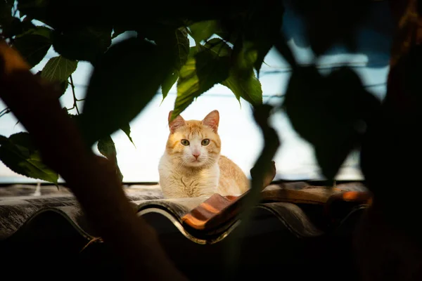 Żółty Kot Spoczywający Dachu Domu Widzianego Wśród Liści Gałęzi Drzewa — Zdjęcie stockowe