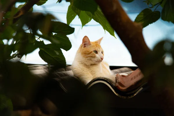 Μια Κίτρινη Γάτα Αναπαύεται Στην Οροφή Ενός Σπιτιού Που Φαίνεται — Φωτογραφία Αρχείου