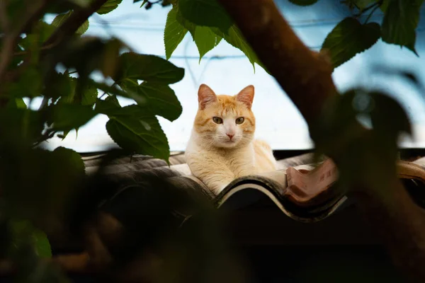 山猫一种黄色的猫 栖息在树叶子和树枝之间的房子的屋顶上 — 图库照片