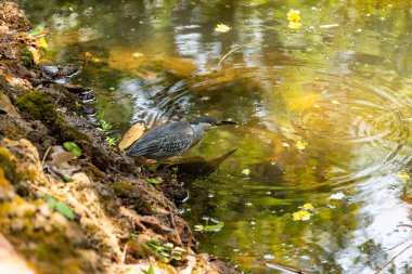 Yiyecek bulmak için gölün kenarındaki kayalıklardaki çizgili balıkçıl. (Butorides striata)