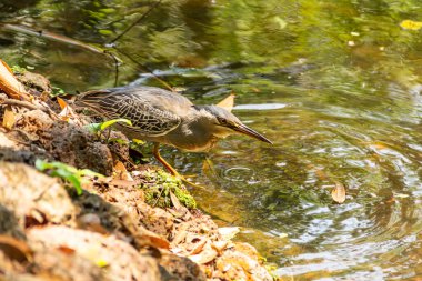 Yiyecek bulmak için gölün kenarındaki kayalıklardaki çizgili balıkçıl. (Butorides striata)