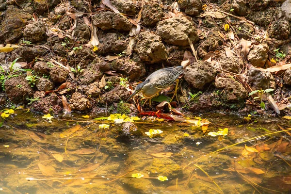 Ein Gestreifter Reiher Auf Felsen Rande Eines Sees Nahrung Angeln — Stockfoto