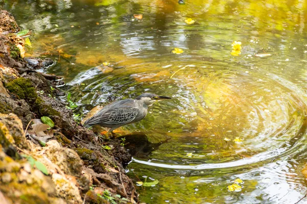 Ein Gestreifter Reiher Auf Felsen Rande Eines Sees Nahrung Angeln — Stockfoto