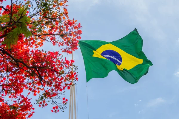 Brazil Flag Fluttering Wind Flamboyant Flowers Side Blue Sky Background — Stock Photo, Image
