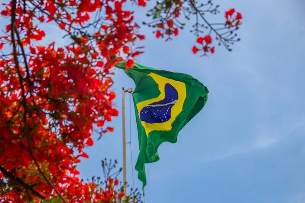 Bandeira Brasil Agitando Vento Com Flores Flamejantes Lado Céu Azul — Fotografia de Stock