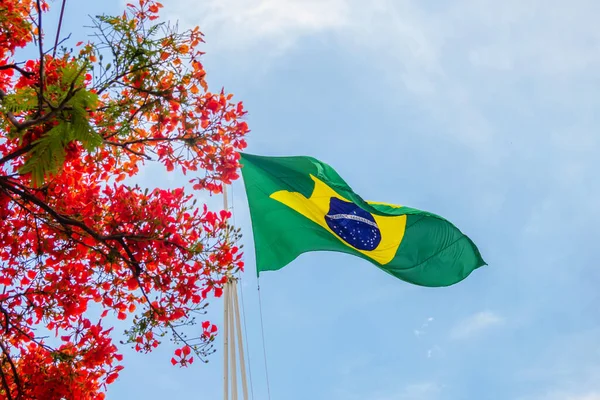 Бразильський Прапор Пурхає Вітрі Яскравими Квітами Збоку Синім Небом Задньому — стокове фото