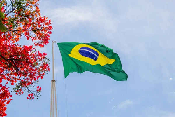 Bandeira Brasil Agitando Vento Com Flores Flamejantes Lado Céu Azul — Fotografia de Stock