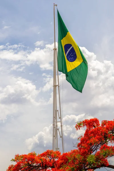Флаг Бразилии Развевающийся Фоне Облачного Неба Цветы Цветущего Delonix Regia — стоковое фото