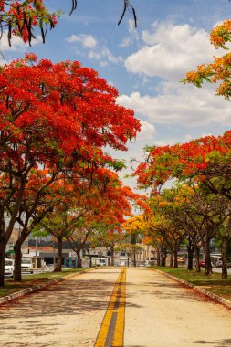 Goiania 'daki Avenida Goias Norte' de çiçek açmış gösterişli insanlar (Delonix regia) koridoru..