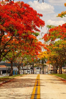 Goiania 'daki Avenida Goias Norte' de çiçek açmış gösterişli insanlar (Delonix regia) koridoru..