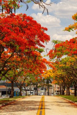 Goiania 'daki Avenida Goias Norte' de çiçek açmış gösterişli insanlar (Delonix regia) koridoru..