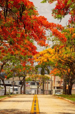 Goiania 'daki Avenida Goias Norte' de çiçek açmış gösterişli insanlar (Delonix regia) koridoru..