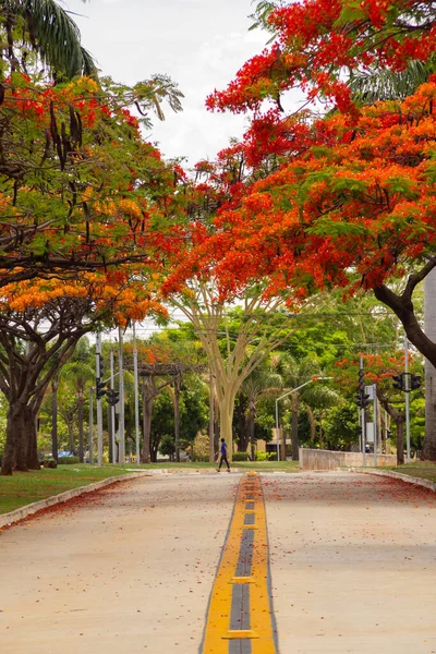 Der Korridor Der Blühenden Flamboyanten Delonix Regia Der Avenida Goias — Stockfoto