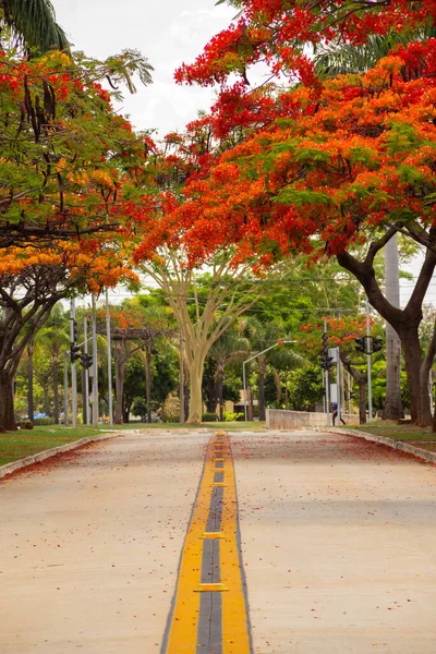 Der Korridor Der Blühenden Flamboyanten Delonix Regia Der Avenida Goias — Stockfoto