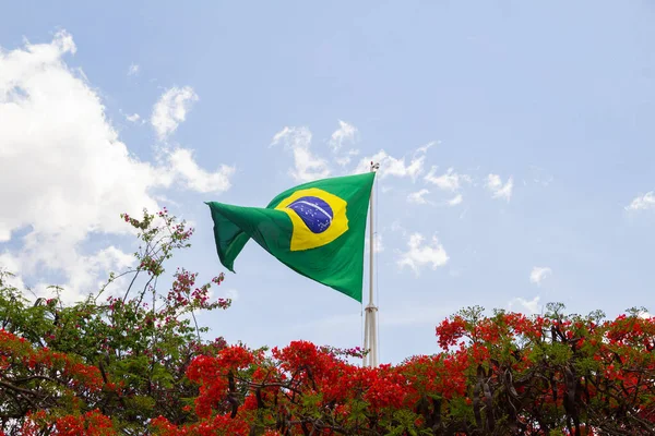 フロリダ州のFlamboyantと呼ばれる木の上に見られるブラジルの旗は 背景の青い空と晴れた日に見られます デロンクス地域 — ストック写真