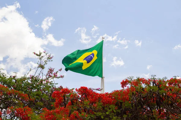 Uma Bandeira Brasileira Vista Acima Uma Árvore Chamada Flamboyant Flórida — Fotografia de Stock