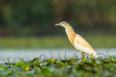 Squacco heron (Ardeola ralloides) çamurlu bir gölün suyunda duran güzel bir su kuşu. Bir balıkçılın doğal ortamında detaylı portresi. Doğadan vahşi yaşam sahnesi. Macaristan