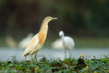 Squacco heron (Ardeola ralloides) çamurlu bir gölün suyunda duran güzel bir su kuşu. Bir balıkçılın doğal ortamında detaylı portresi. Doğadan vahşi yaşam sahnesi. Macaristan
