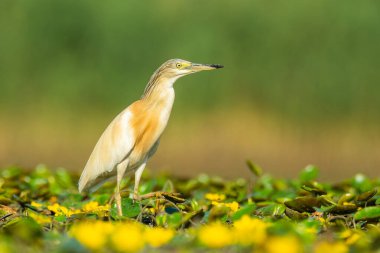 Squacco heron (Ardeola ralloides) çamurlu bir gölün suyunda duran güzel bir su kuşu. Bir balıkçılın doğal ortamının detaylı portresi. Doğadan vahşi yaşam sahnesi. Macaristan