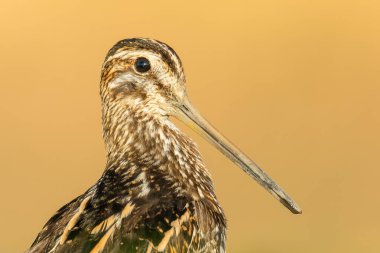 Çulluk (Gallinago gallinago) çamurlu bir gölün suyunda duran güzel bir sahil kuşu. Bir balıkçının doğal ortamında detaylı portresi. Doğadan vahşi yaşam sahnesi. Macaristan