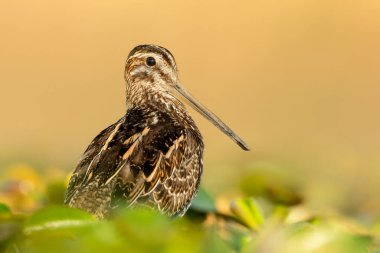 Çulluk (Gallinago gallinago) çamurlu bir gölün suyunda duran güzel bir sahil kuşu. Bir balıkçının doğal ortamında detaylı portresi. Doğadan vahşi yaşam sahnesi. Macaristan