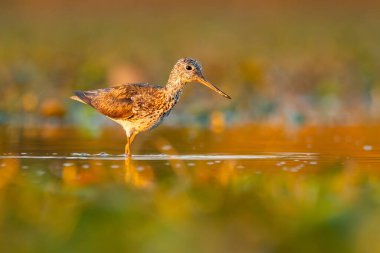 Çamurlu bir gölün suyunda duran güzel bir sahil kuşu (Tringa nebularia). Bir balıkçının doğal ortamında detaylı portresi. Doğadan vahşi yaşam sahnesi. Macaristan
