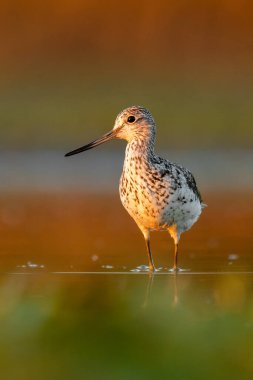 Çamurlu bir gölün suyunda duran güzel bir sahil kuşu (Tringa nebularia). Bir balıkçının doğal ortamında detaylı portresi. Doğadan vahşi yaşam sahnesi. Macaristan