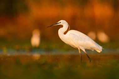 Küçük balıkçıl (Egretta garzetta) çamurlu bir gölün suyunda duran güzel bir su kuşu. Kendi habitatında bir balıkçıl ayrıntılı portresi. Doğadan vahşi yaşam sahnesi. Macaristan