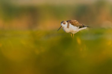 Kara kanatlı stilt (Himantopus himantopus) çamurlu bir gölün suyunda duran güzel bir sahil kuşu. Bir balıkçının doğal ortamında detaylı portresi. Nauture 'dan vahşi yaşam sahnesi. Macaristan