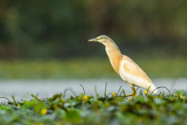 Squacco Heron Ardeola Ralloides Beautiful Waterbird Standing Water Muddy Lake — Stock Photo, Image