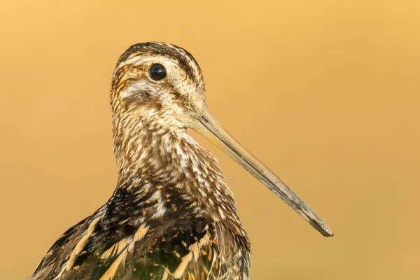 Çulluk (Gallinago gallinago) çamurlu bir gölün suyunda duran güzel bir sahil kuşu. Bir balıkçının doğal ortamında detaylı portresi. Doğadan vahşi yaşam sahnesi. Macaristan
