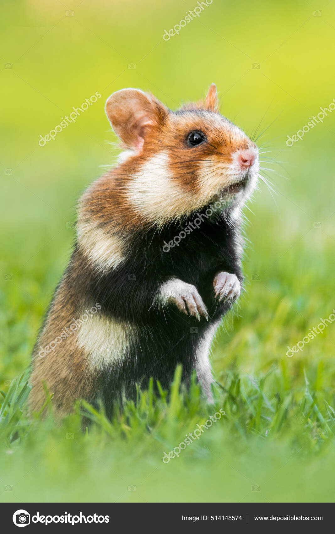 European Hamster Cricetus Cricetus Adorable Furry Mammal Living