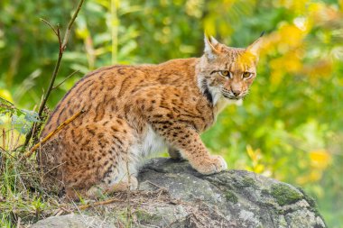Avrasya vaşağı (Lynx vaşak) ormanda bir kayanın üzerinde duruyor. Çevresindeki güzel kahverengi ve turuncu tüylü memeli yumuşak arkaplanlı. Doğadan vahşi yaşam sahnesi. 