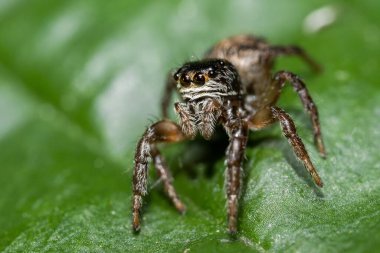 Yaprağın üzerinde oturan zıplayan örümcek (Salticidae). Yaşam alanında sevimli küçük kahverengi bir örümcek. Yumuşak yeşil arka planı olan böcek detaylı portresi. Doğadan vahşi yaşam sahnesi. Çek Cumhuriyeti
