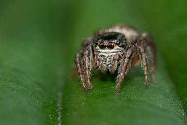 Yaprağın üzerinde oturan zıplayan örümcek (Salticidae). Yaşam alanında sevimli küçük kahverengi bir örümcek. Yumuşak yeşil arka planı olan böcek detaylı portresi. Doğadan vahşi yaşam sahnesi. Çek Cumhuriyeti